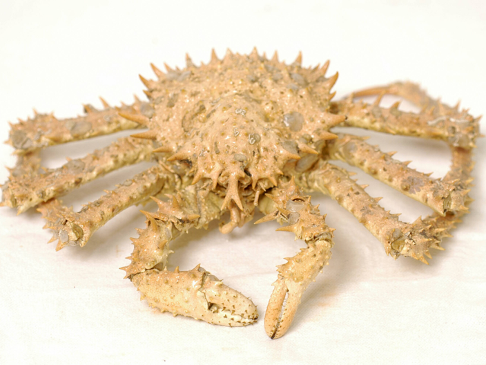 Spider Crab