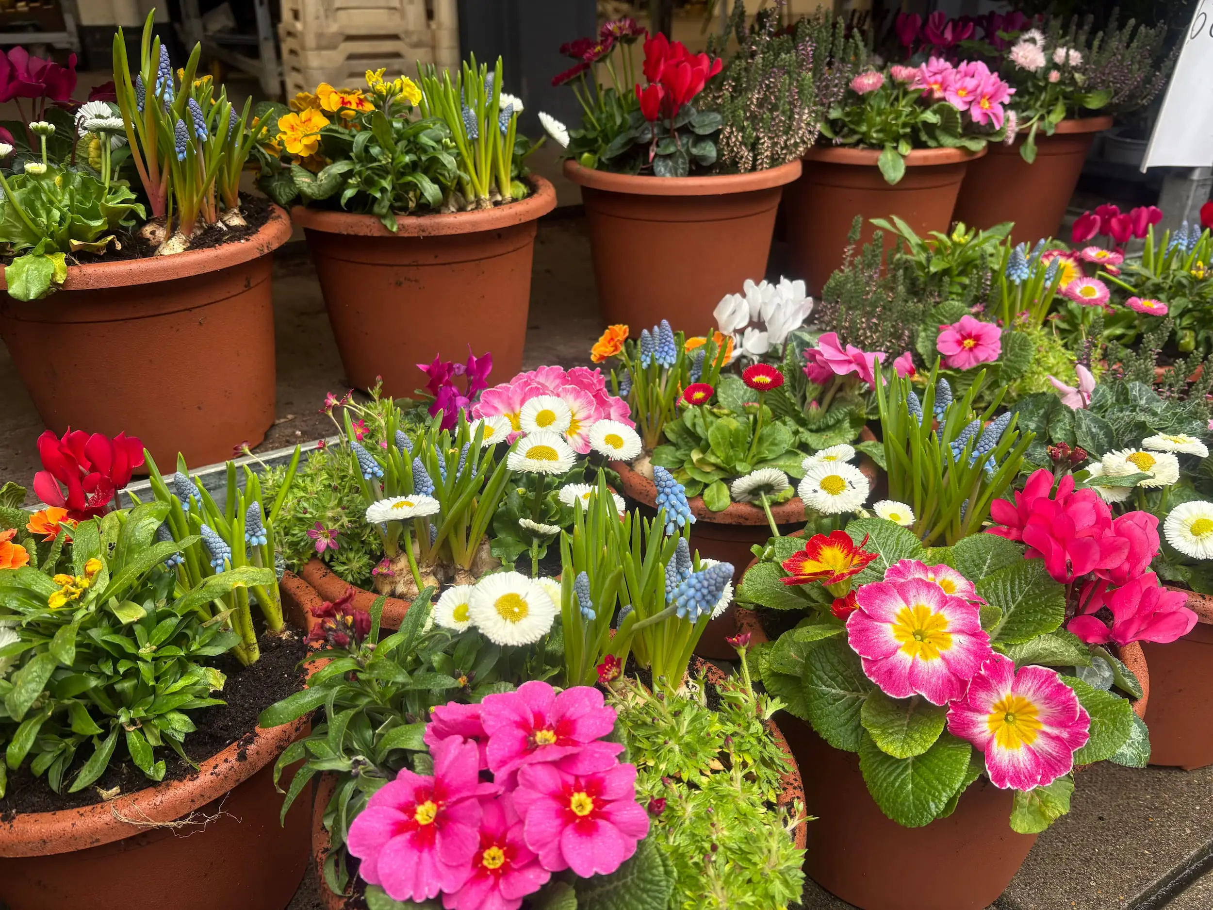 Small flowering potted plants displayed on a market stall