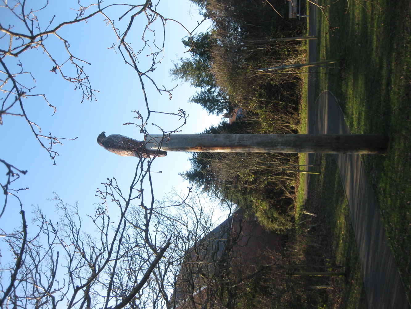 Tall timber post with sculpture of buzzard perched on top
