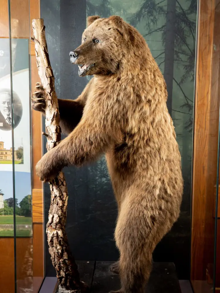 Stuffed bear climbing tree branch