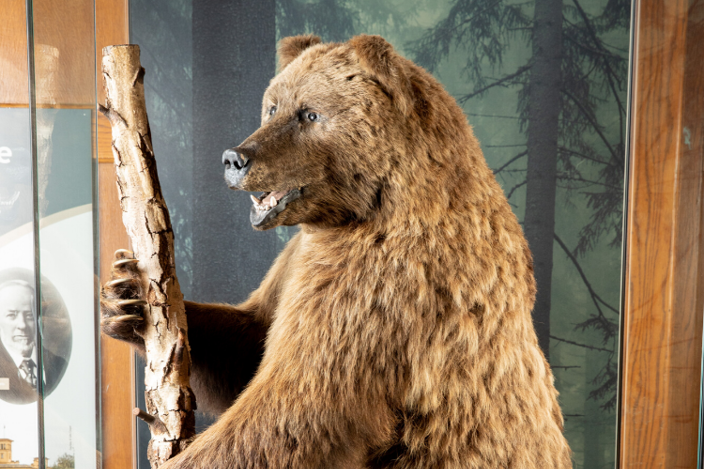 Stuffed bear climbing tree branch