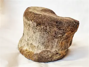 Whale Vertebrae