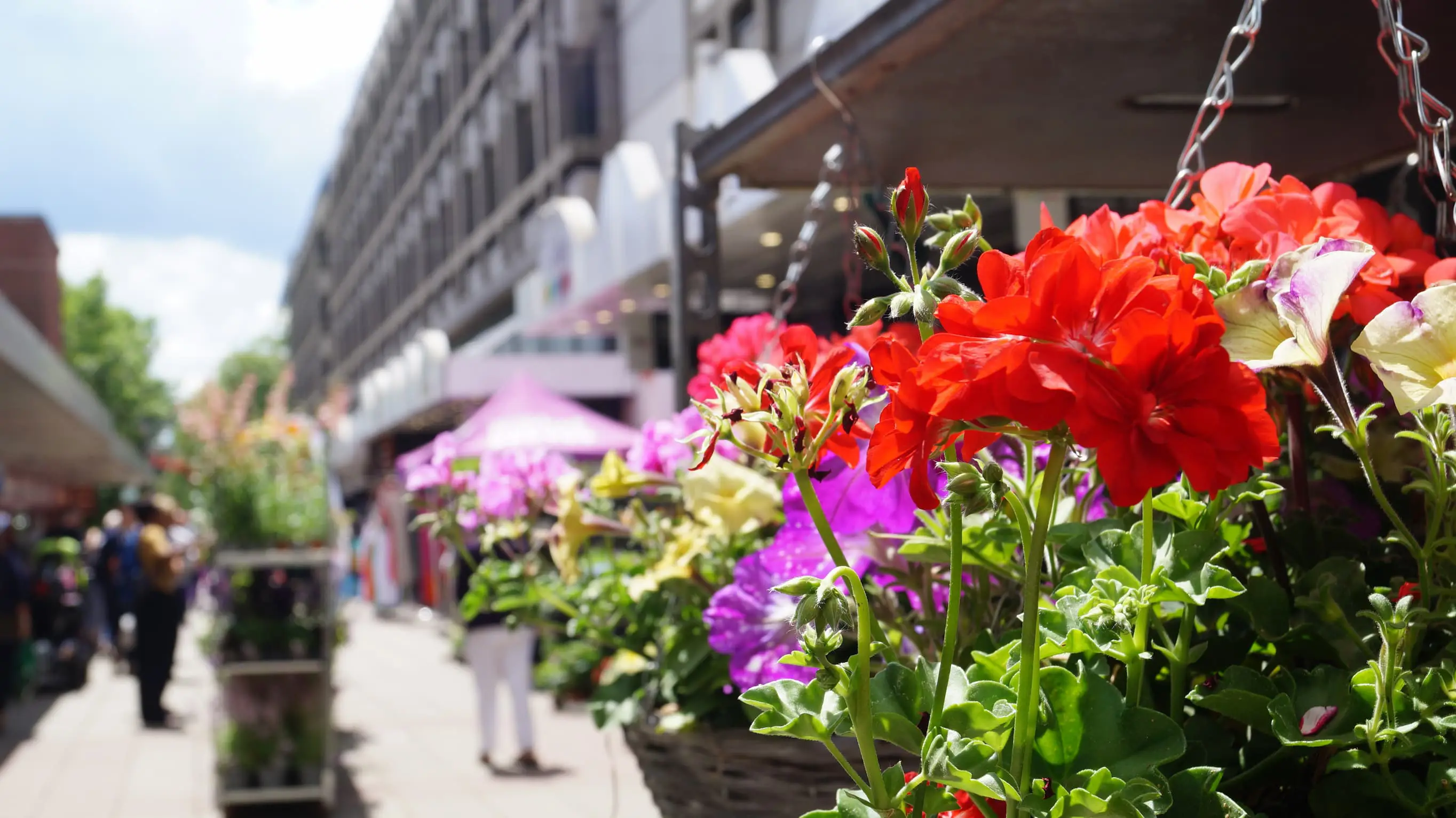 Hanging basket for sale outside Chelmsford Market on a sunny day