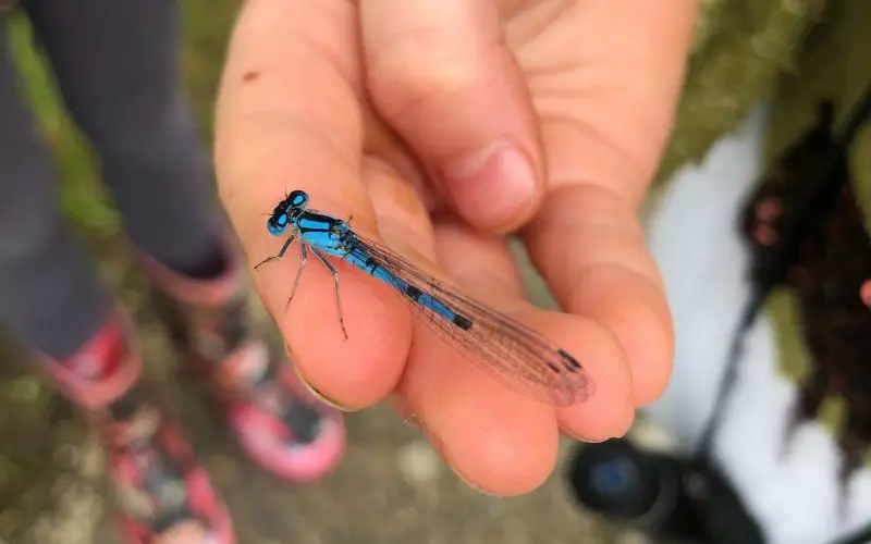 A close up of a blue dragonfly in a child's hand. 