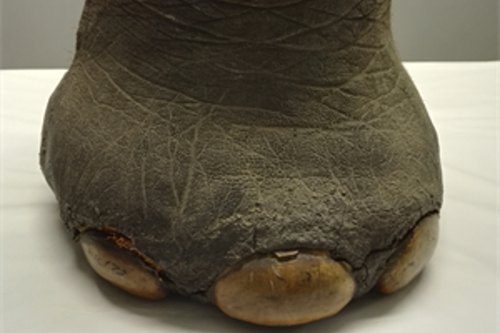 Elephant Foot