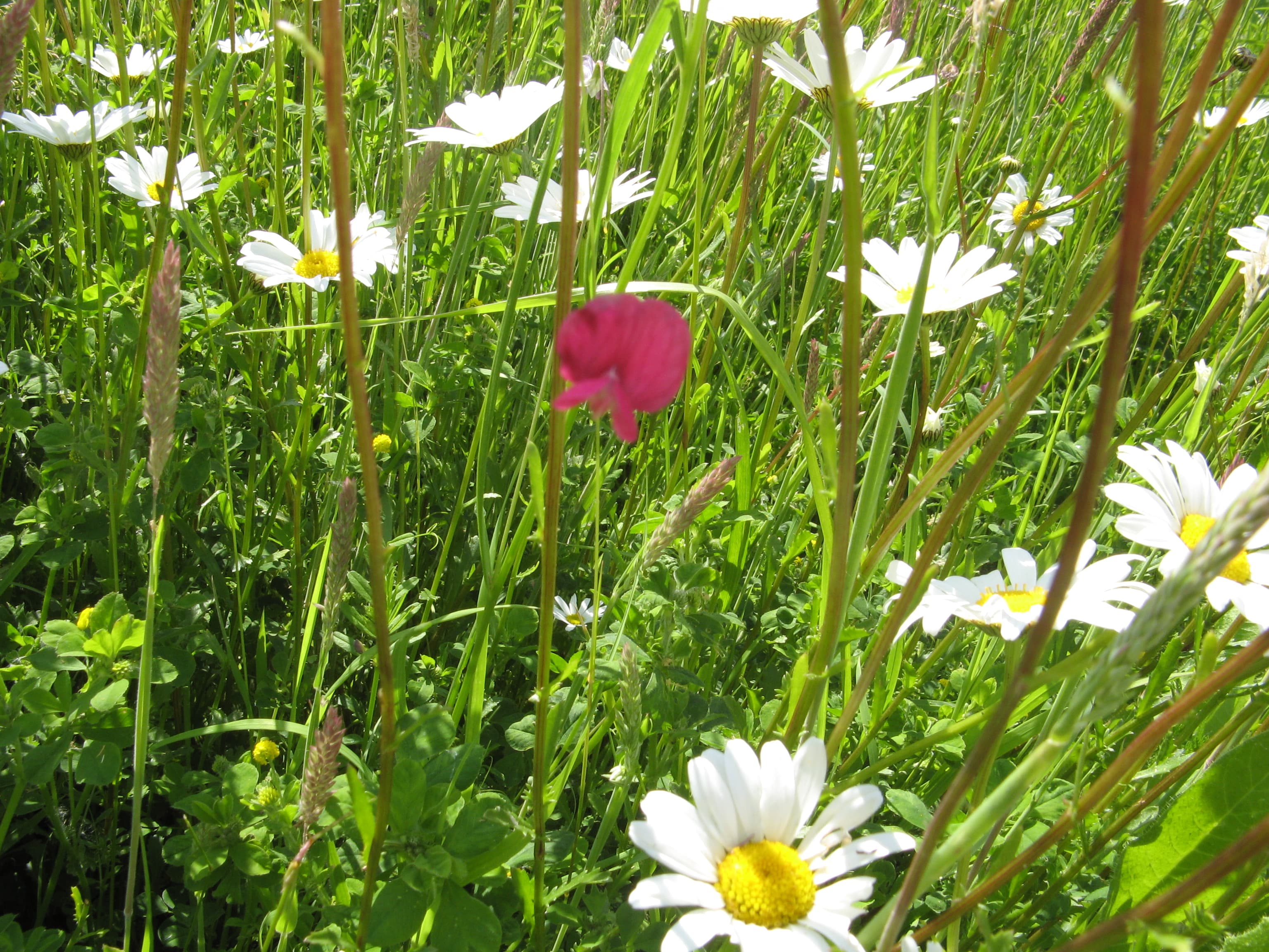 Wildflowers