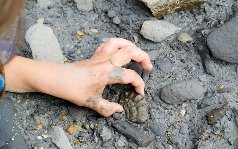 A child finds an ammonite in the mud. 