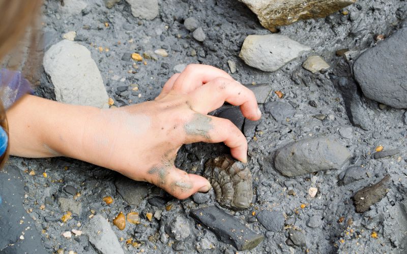 A child finds an ammonite in the mud.