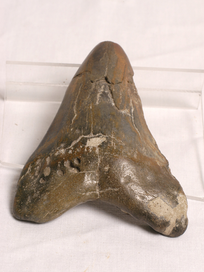 Megalodon Tooth