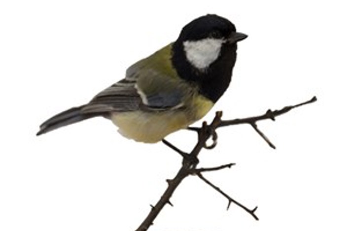 Great tit