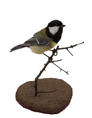 Great tit