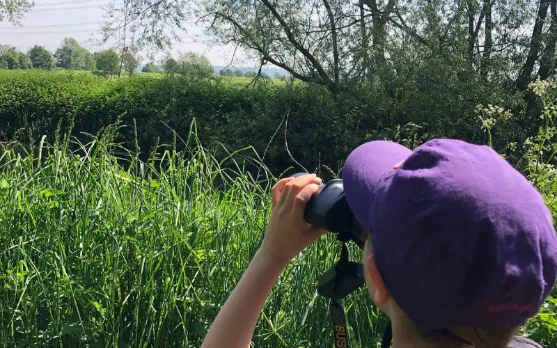 A child with a purple hat holds up binoculars and looks up at the trees. 