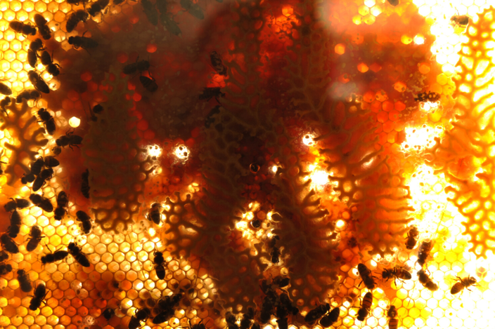 Live bee hive