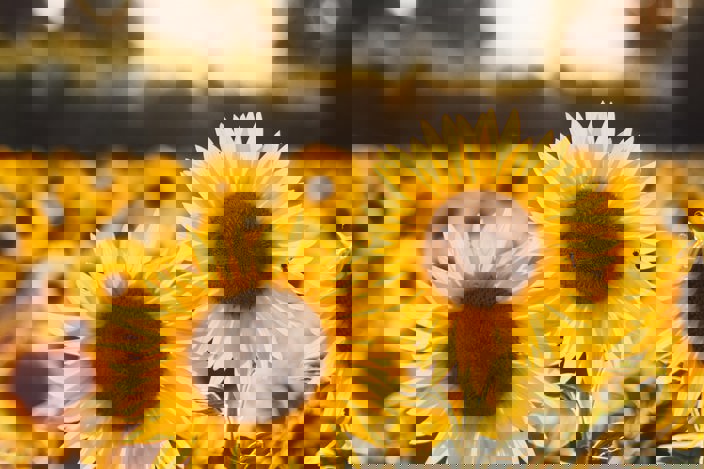 Field of sunflowers