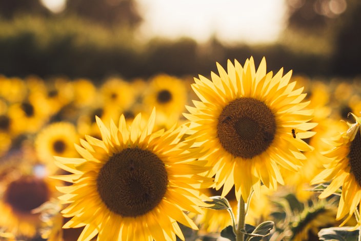 Field of sunflowers