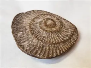 Ammonite