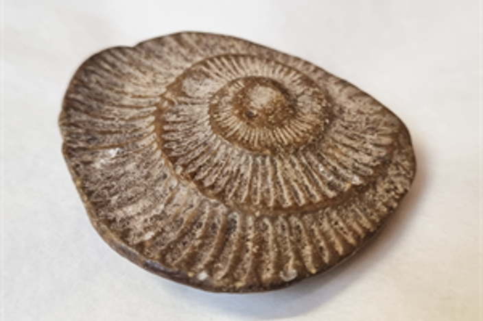 Ammonite