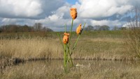 Sculpture of large orange bugs climbing on green stems preview