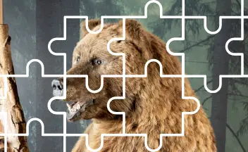 Boris the Bear with jigsaw outlined overlaid on picture