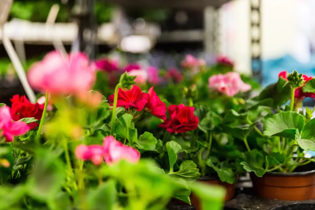 Red and pink flowering potted plants laid out on market stall