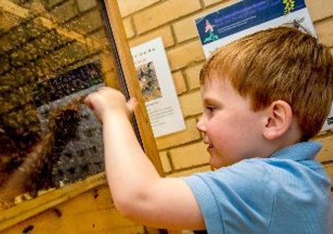 Child playing with beehive
