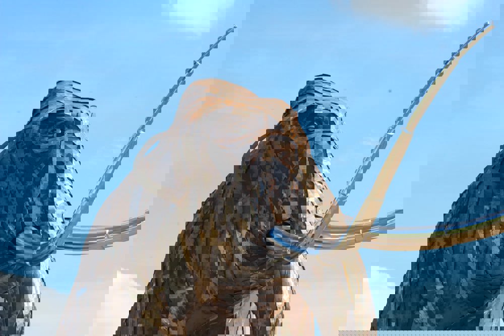 Large metal mammoth sculpture with metalwork skin comprising of a stream of overlapping strips