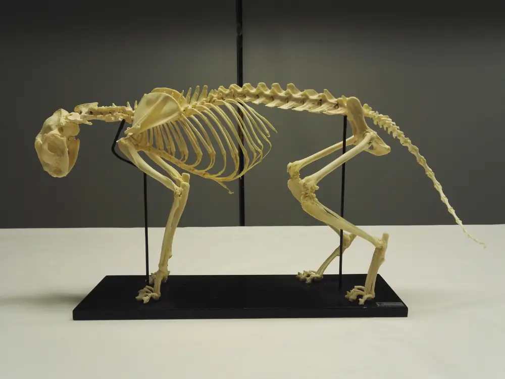 Cat Skeleton