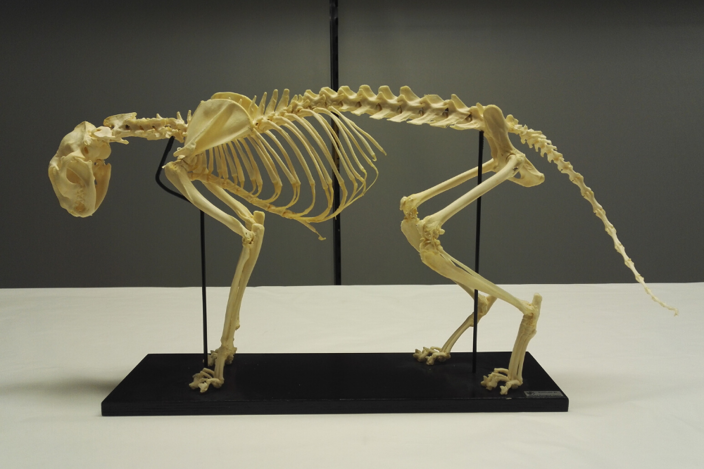 Cat Skeleton