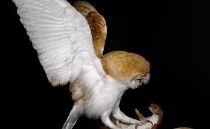 Barn owl