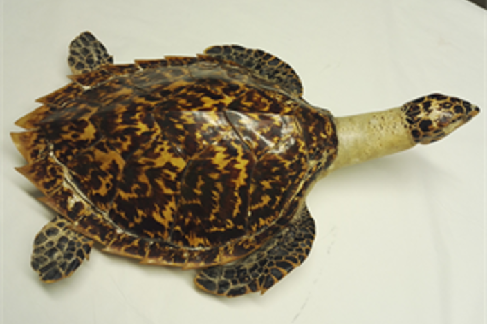 Hawksbill Turtle